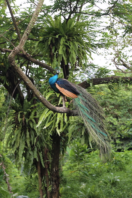 Peacock in Tree