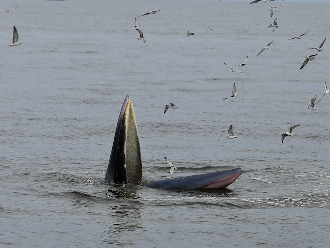 thailand whale mouth open