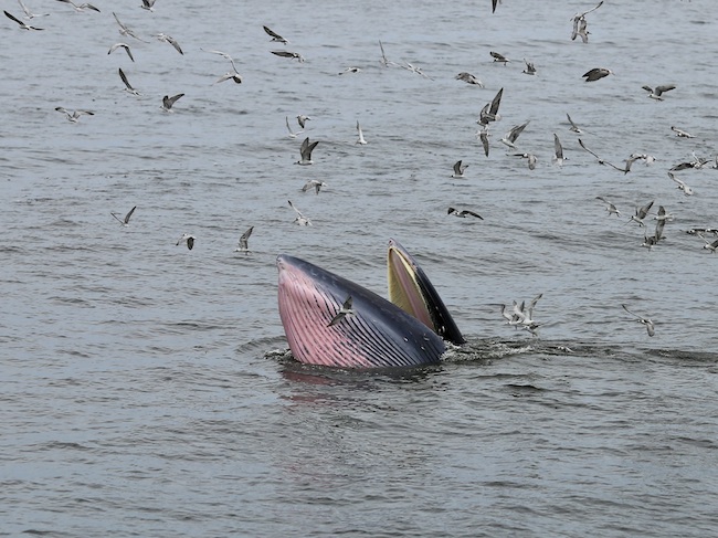 thailand whale and birds