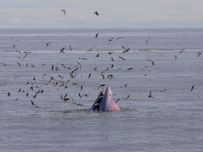 thailand whale and birds 3