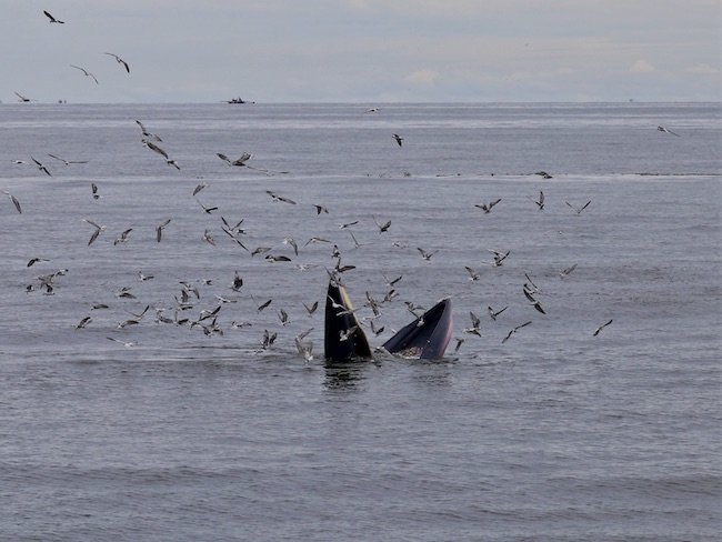 thailand whale and birds 2