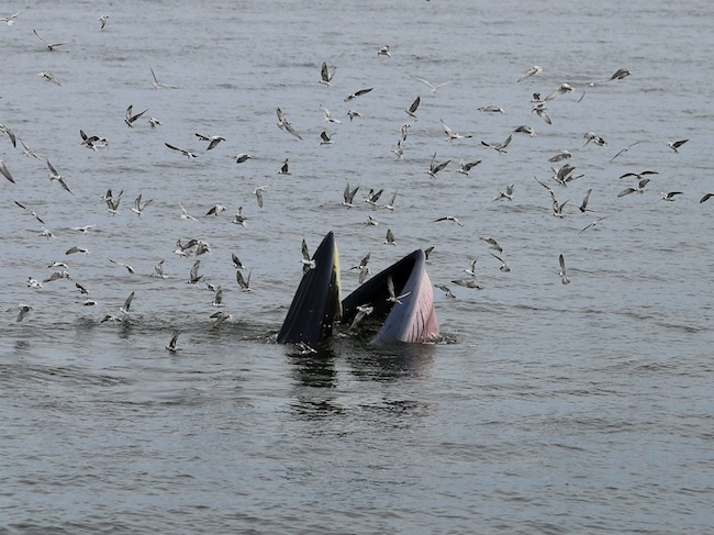 thailand whale feeding