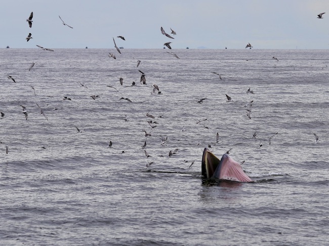 thailand whale pink chin