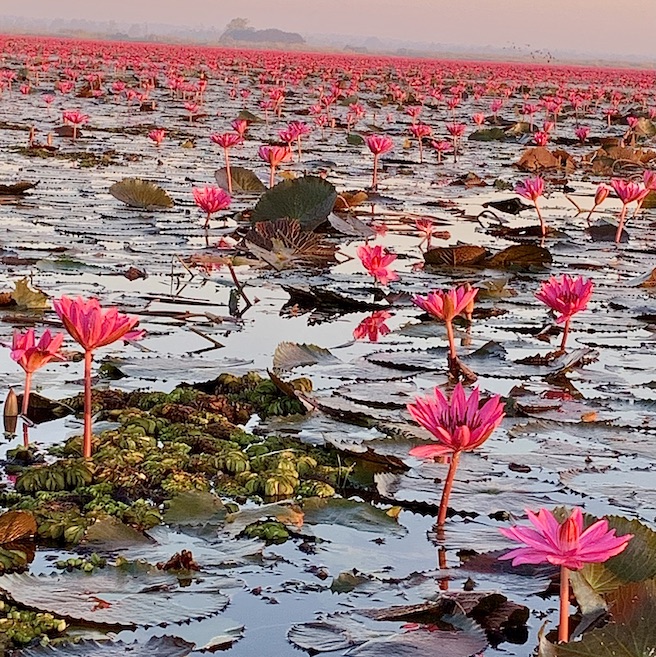 Thailand Magic